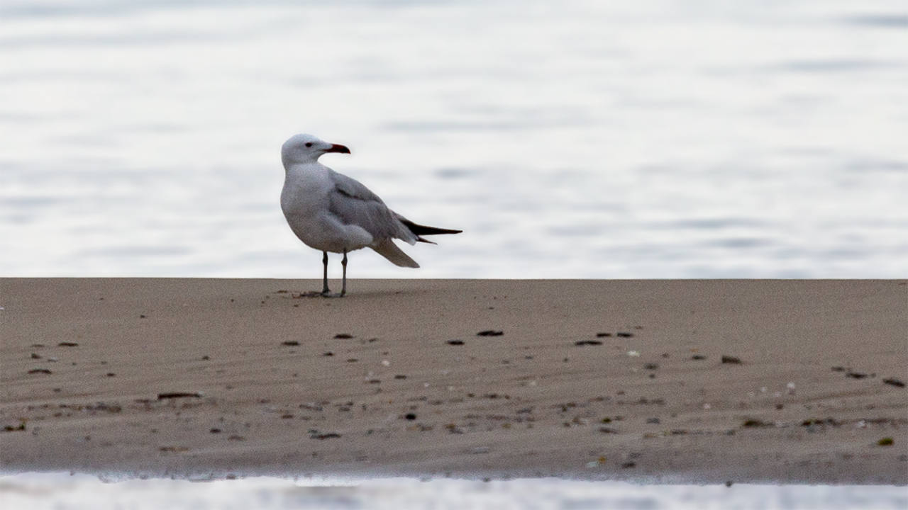 Audouin's Gull